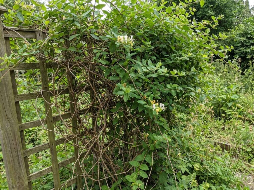 Overgrown honeysuckle vine on wooden trellis with sparse flowers and tangled stems