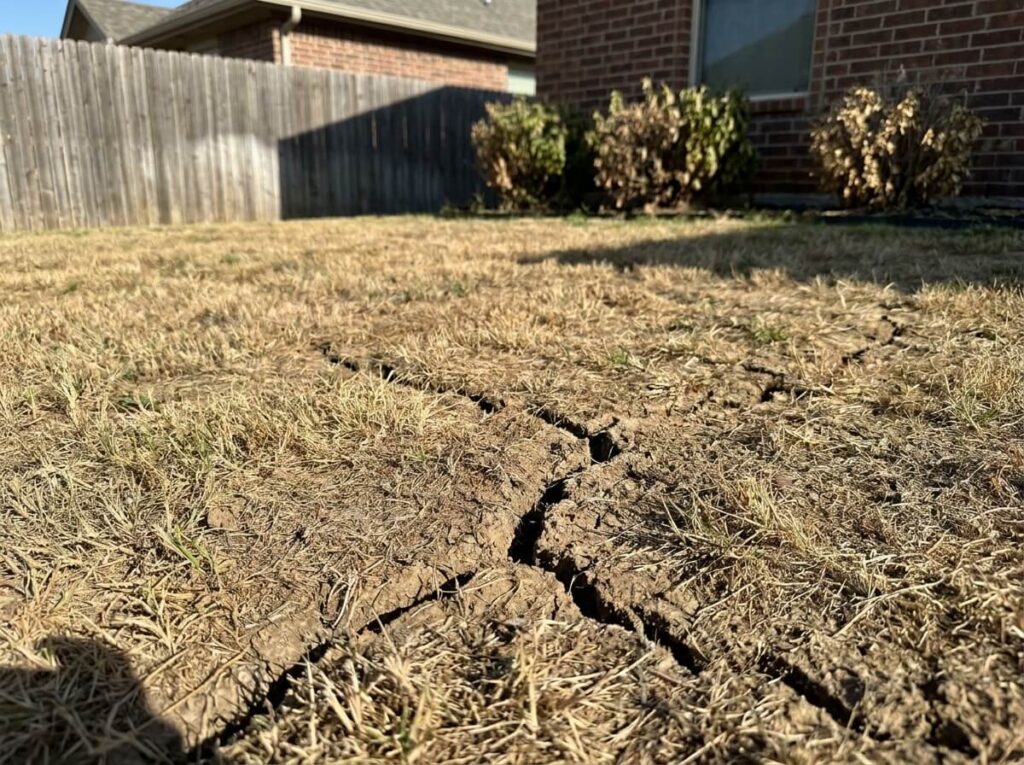Dry cracked summer lawn with brown patches under intense sunlight in a suburban garden