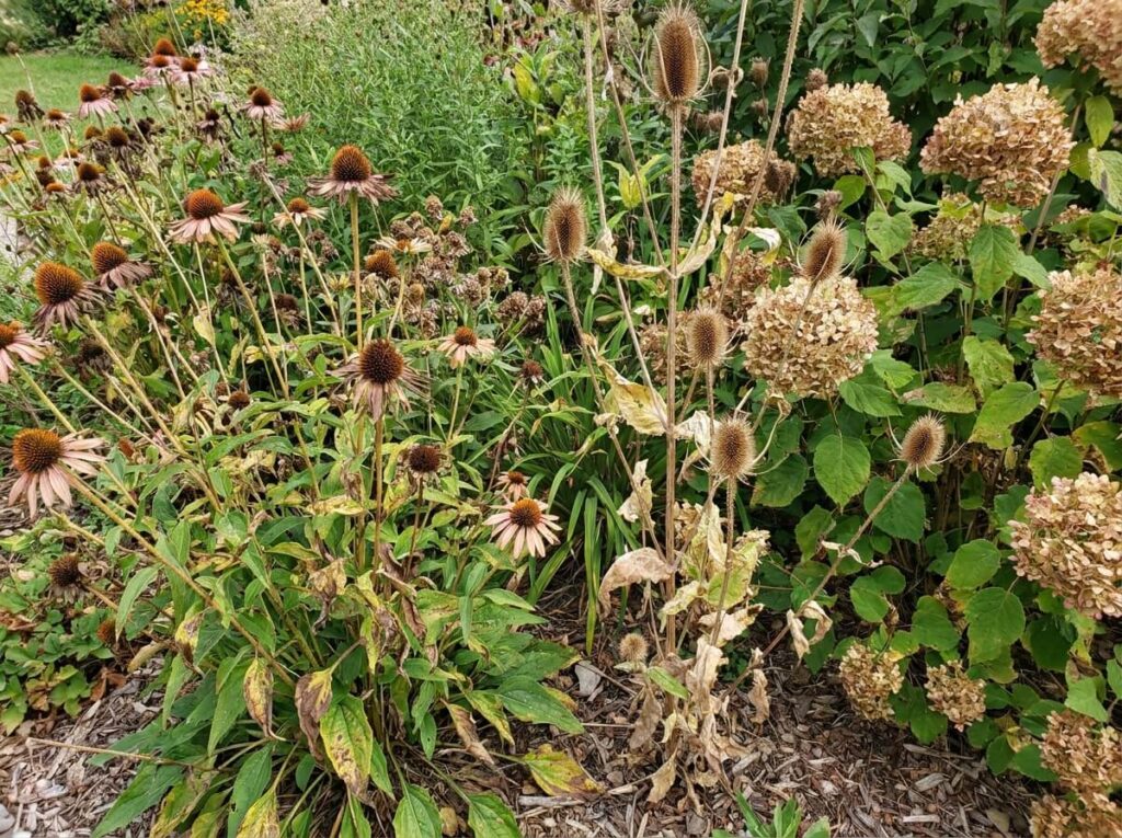 Spent summer flower heads left on stems with developing seeds in garden border