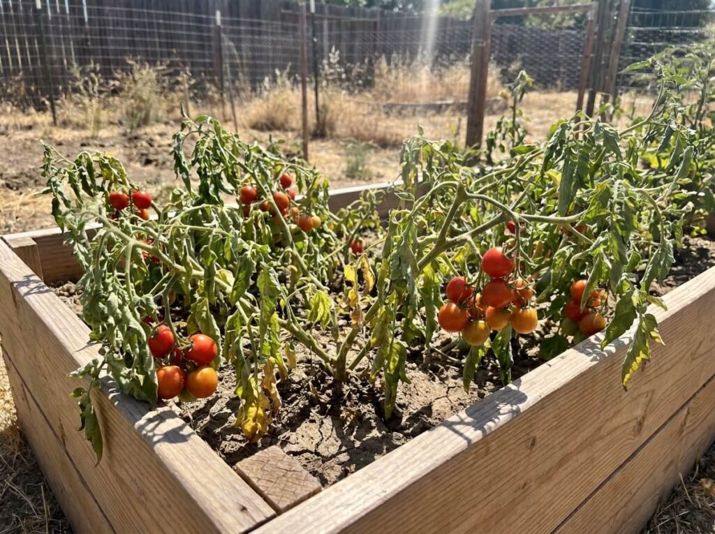 Tomato plants with ripening red fruit under intense summer sun in a raised bed garden