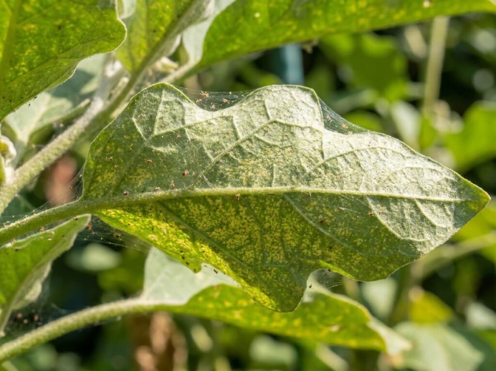 Close-up of red spider mite webbing on underside of plant leaf in summer