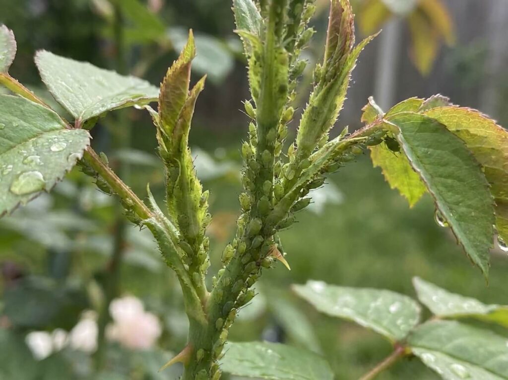 Dense cluster of green aphids covering a rose stem and new growth buds