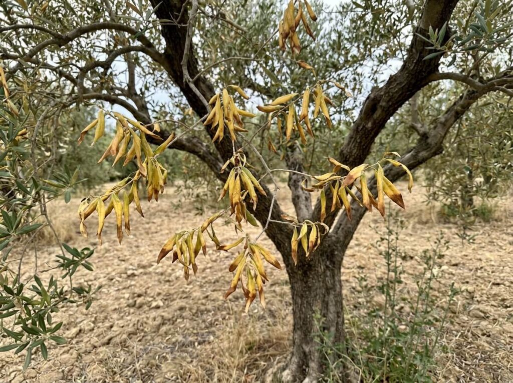 Olive tree showing wilting yellowing leaves caused by xylella fastidiosa bacterial infection