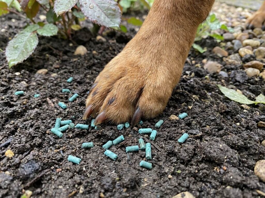 Blue-green slug pellets scattered on garden soil near a dog's paw outdoors