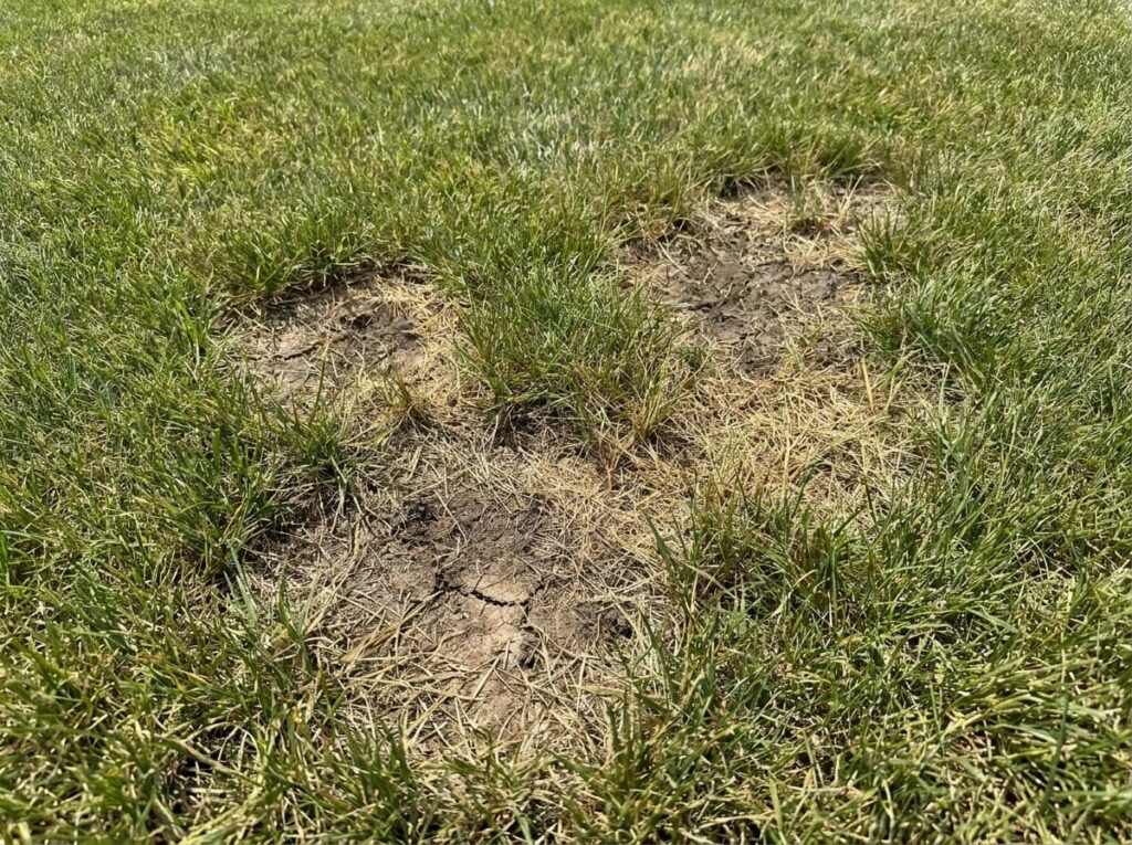 Close-up of dry bare patches in a summer lawn with surrounding green grass