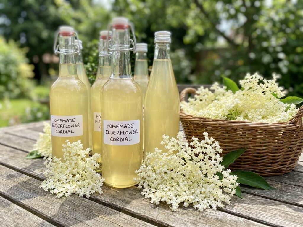 Glass bottles of homemade elderflower cordial with fresh elderflower heads on a wooden table