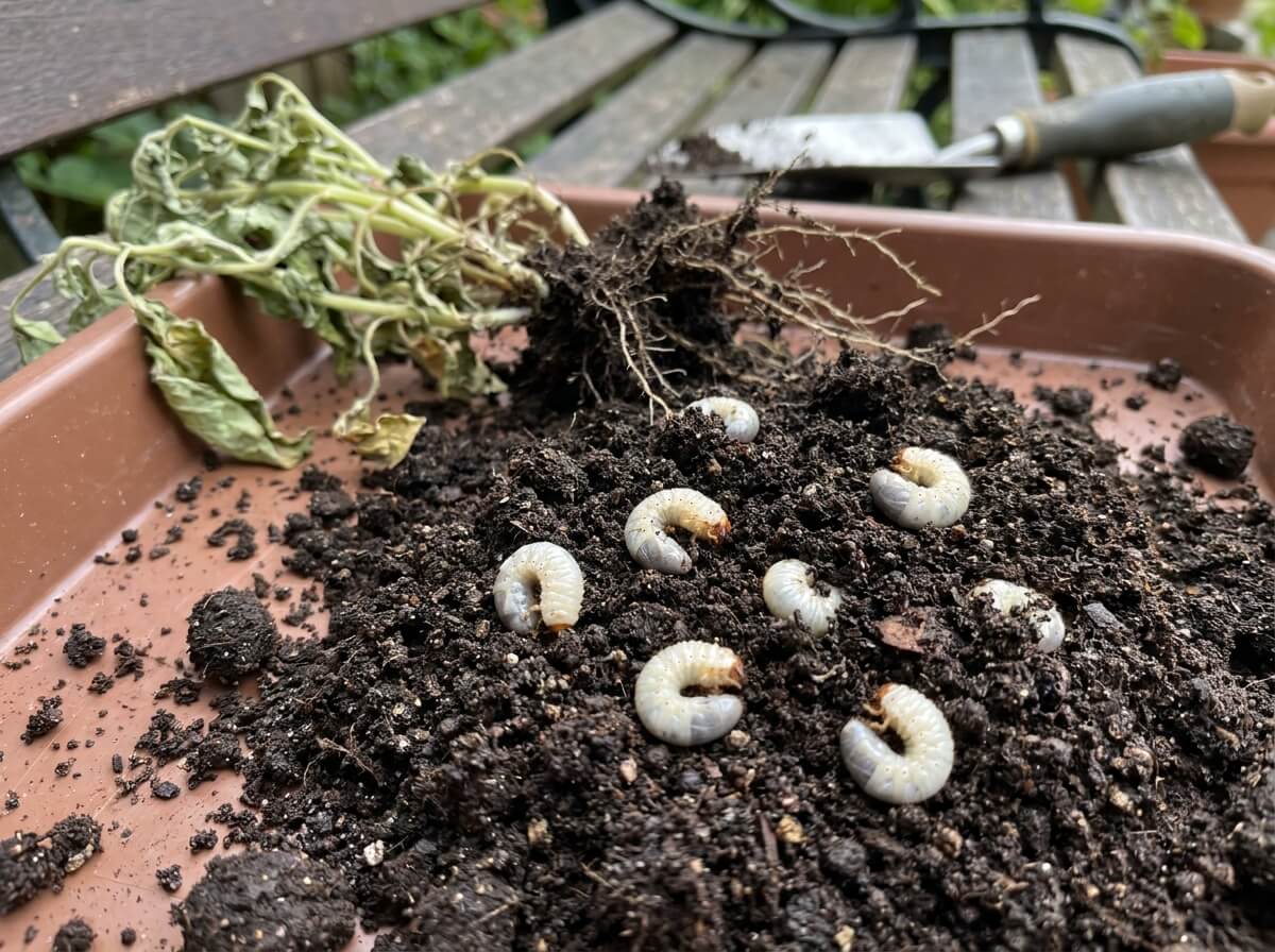 White C-shaped vine weevil grubs found in potting compost beside an uprooted plant