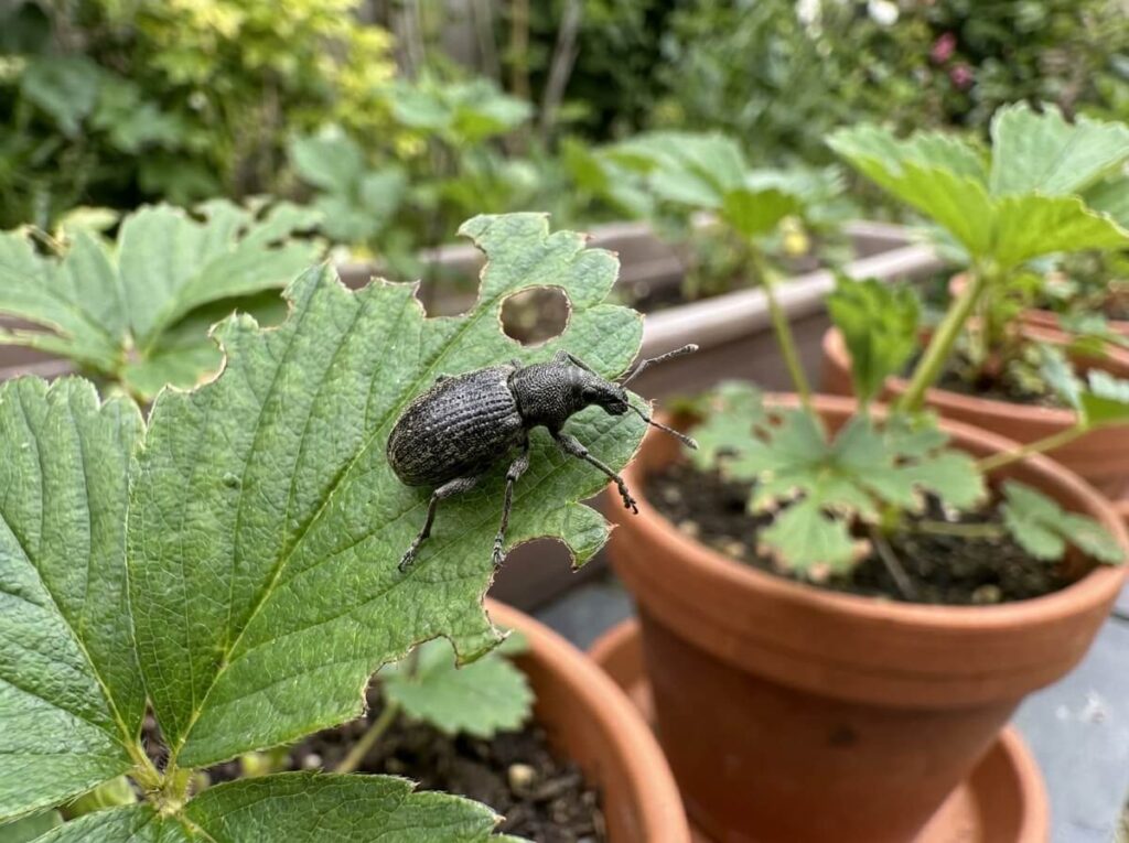 Vine weevil adult beetle on a strawberry plant leaf showing notched bite marks