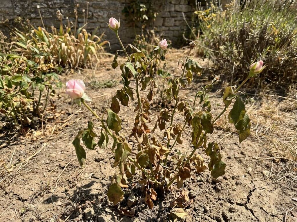 Rose bush with sparse buds and wilting foliage during intense summer heat