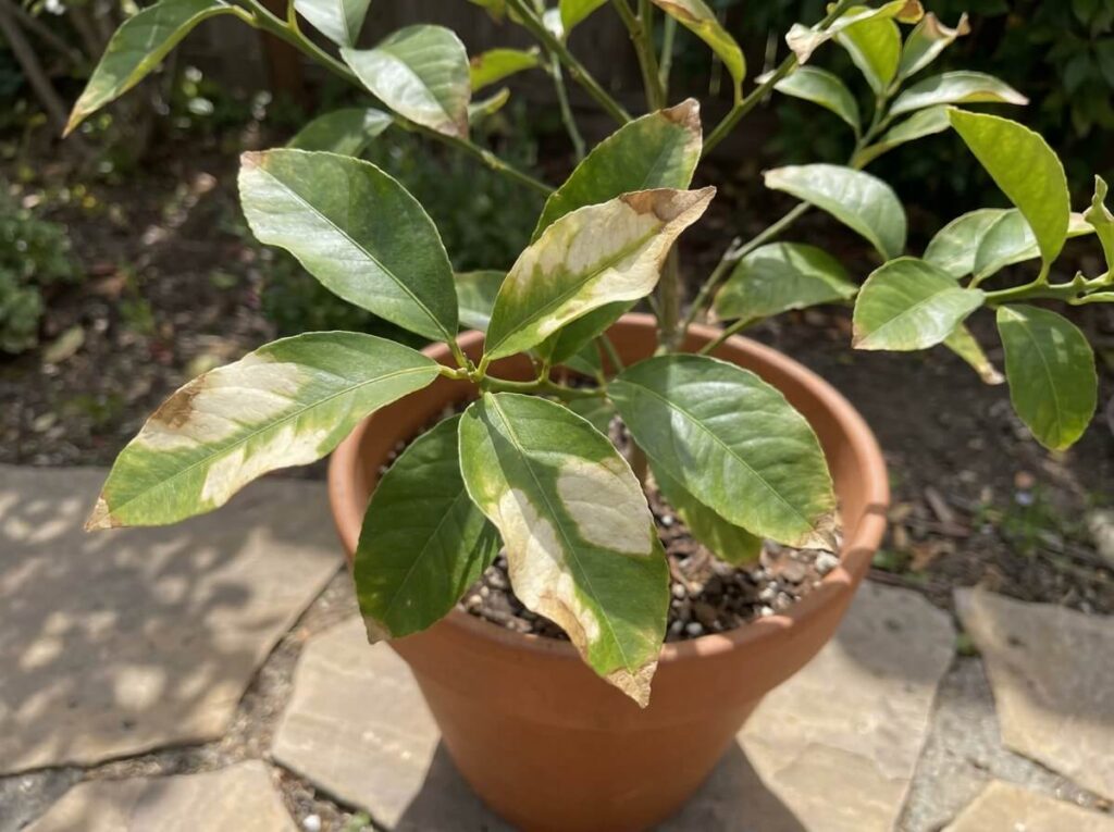 Close-up of sunburned lemon tree leaves showing pale bleached patches on glossy foliage