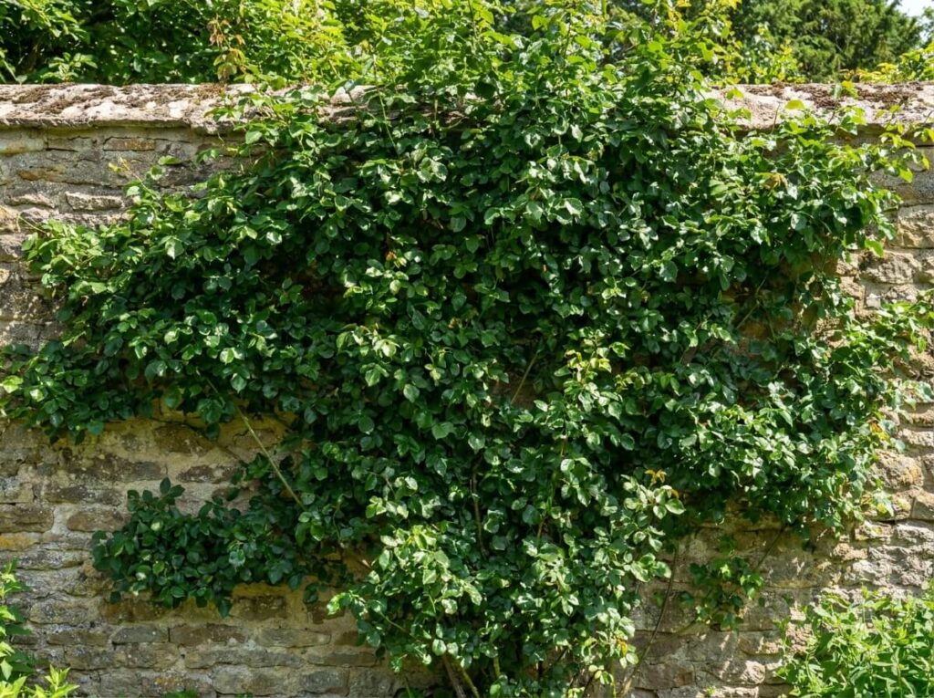 Climbing rose covered in dense green foliage with no flowers on a garden wall in summer
