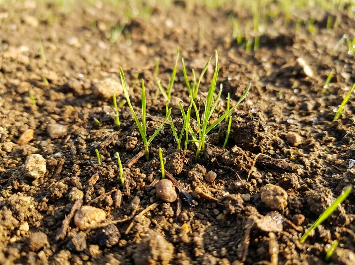 Close-up of grass seedlings germinating in warm soil after summer seeding