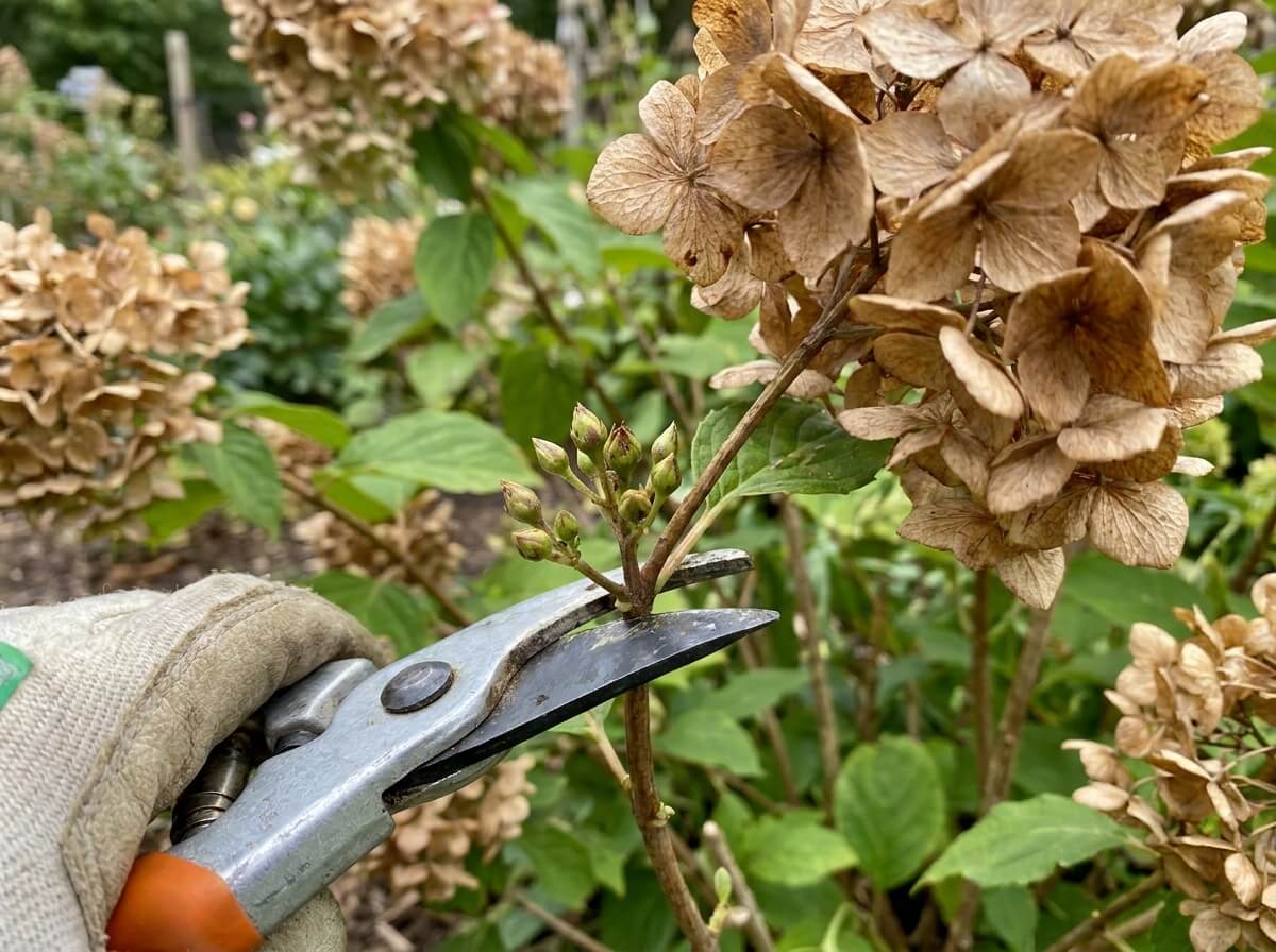 Close-up of hydrangea stems showing dormant flower buds just below faded summer blooms