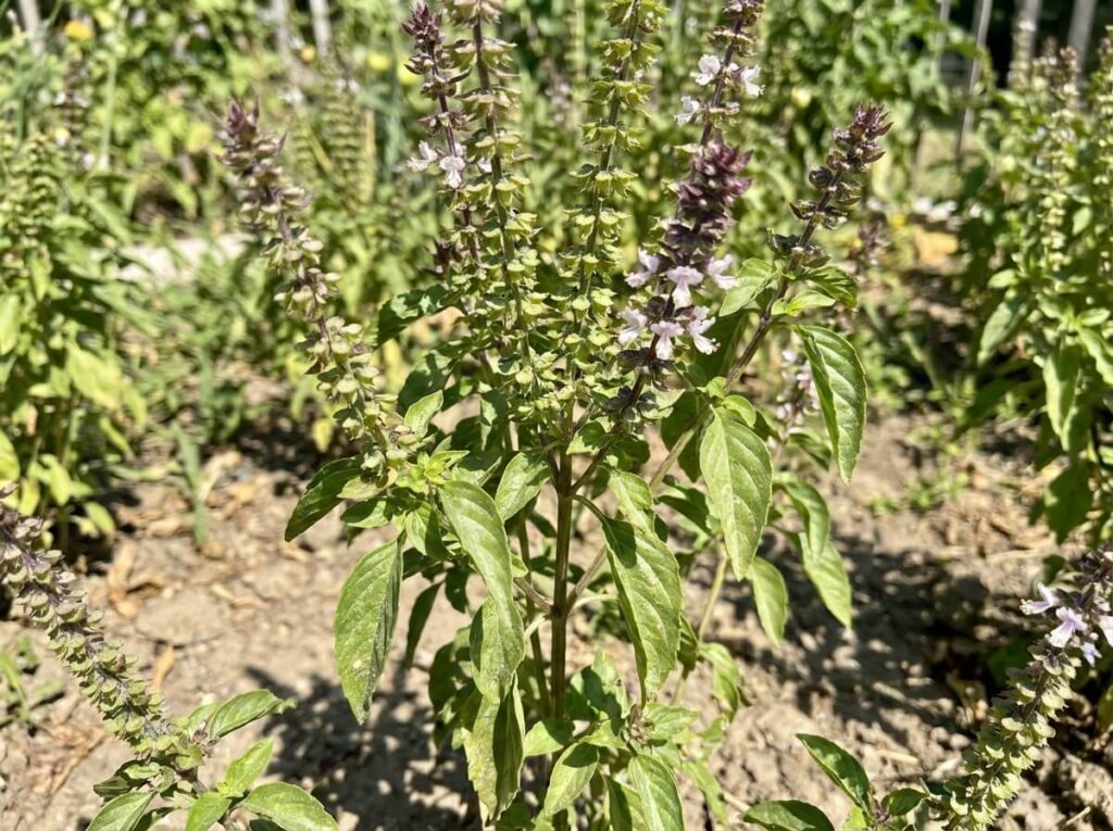 Close-up of basil plant with tall flower spikes bolting in summer heat