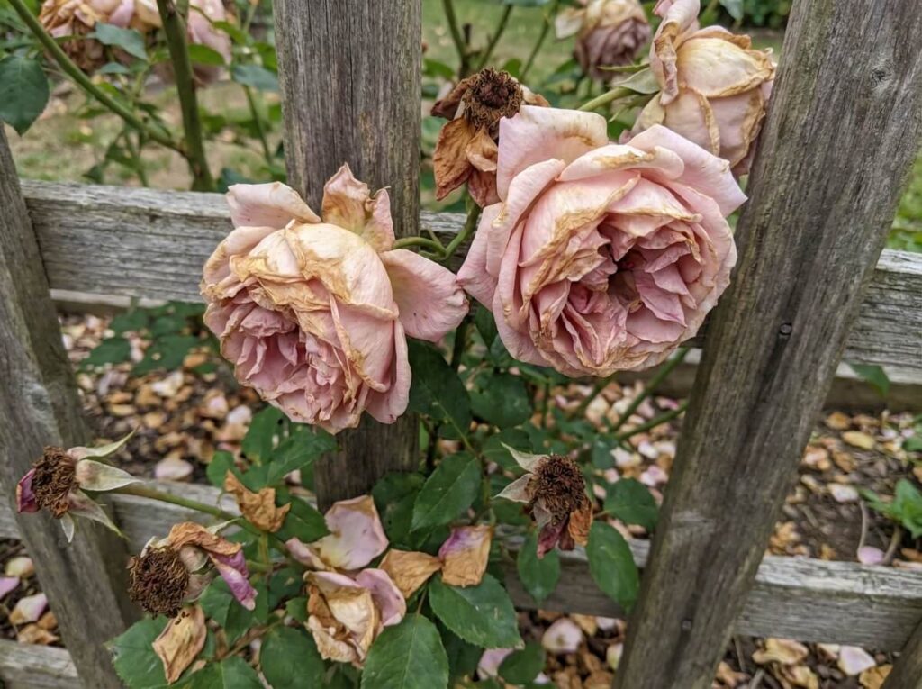 Faded climbing rose blooms on a trellis with spent brown petals dropping
