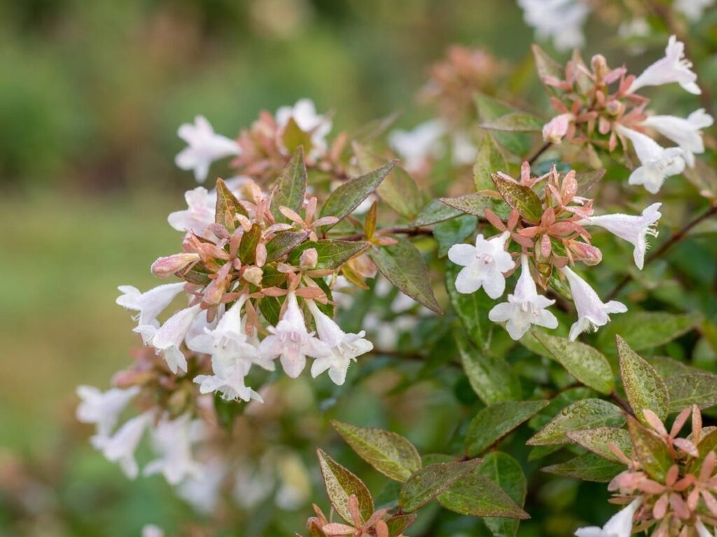 Abelia grandiflora