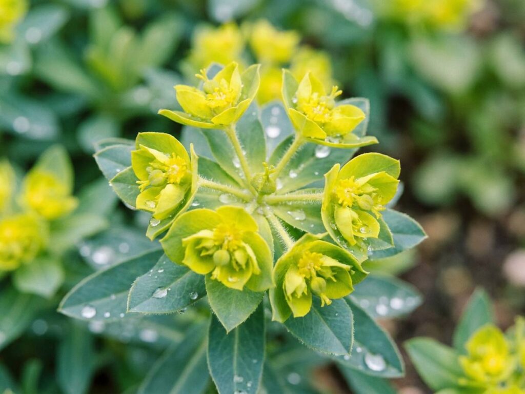 Euphorbia polychroma