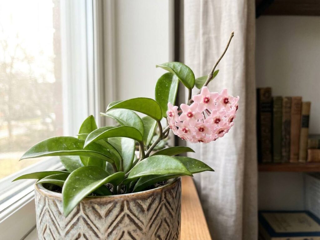 Hoya carnosa