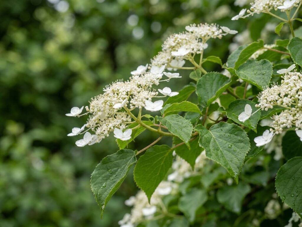 Hydrangea petiolaris