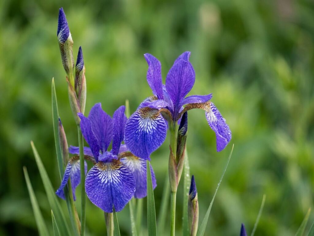 Iris sibirica
