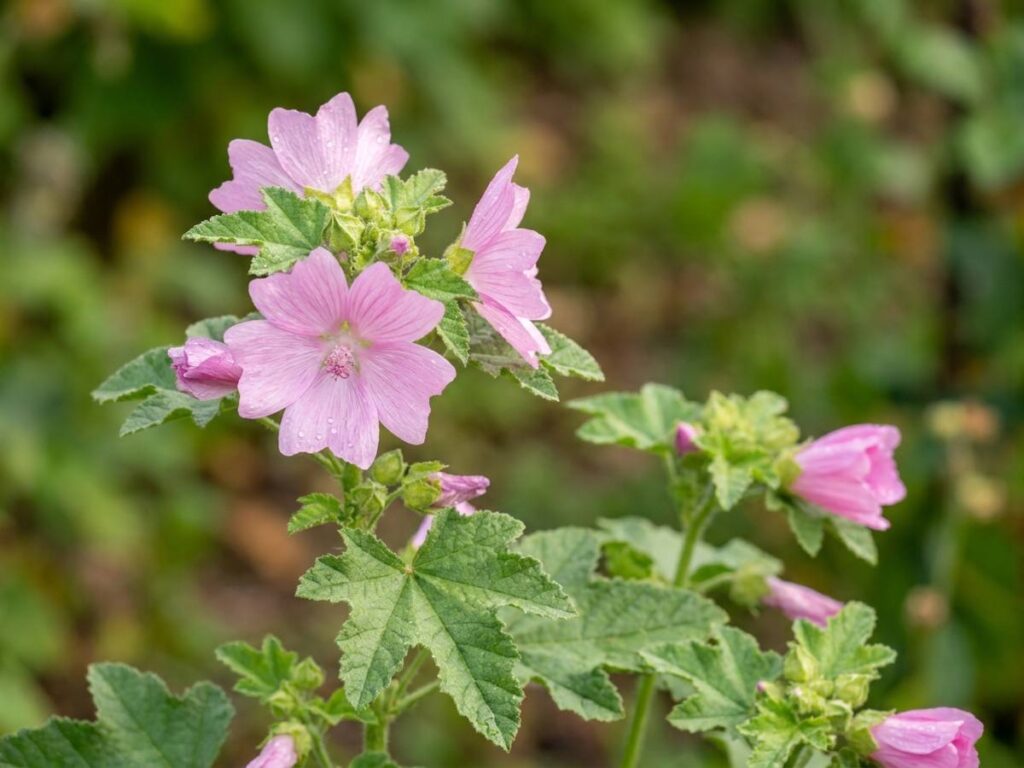 Lavatera thuringiaca