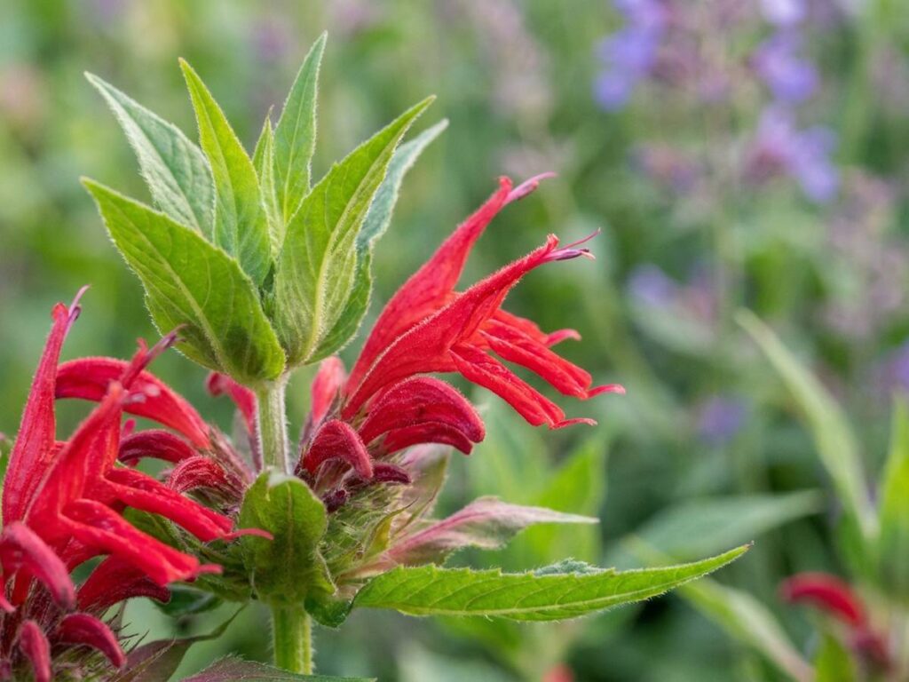 Monarda didyma