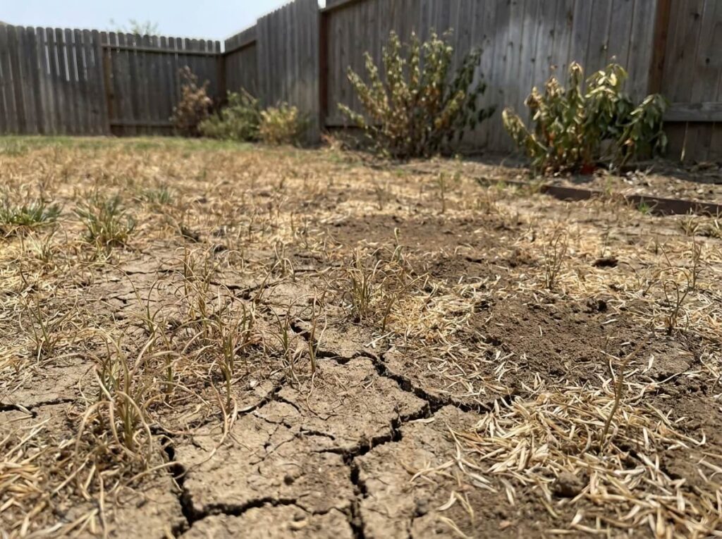 Dry cracked soil with wilting grass seedlings scorched by intense summer heat