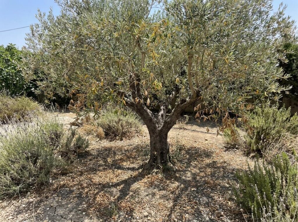Mature olive tree with silvery-green foliage under intense summer sun in a dry Mediterranean garden