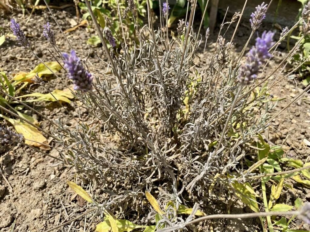 Close-up of lavender plant with grey wilting stems and sparse flowers in summer heat
