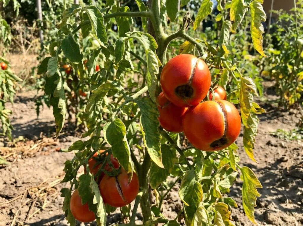 Close-up of tomato plant with blossom end rot and cracked fruits on the vine in summer heat