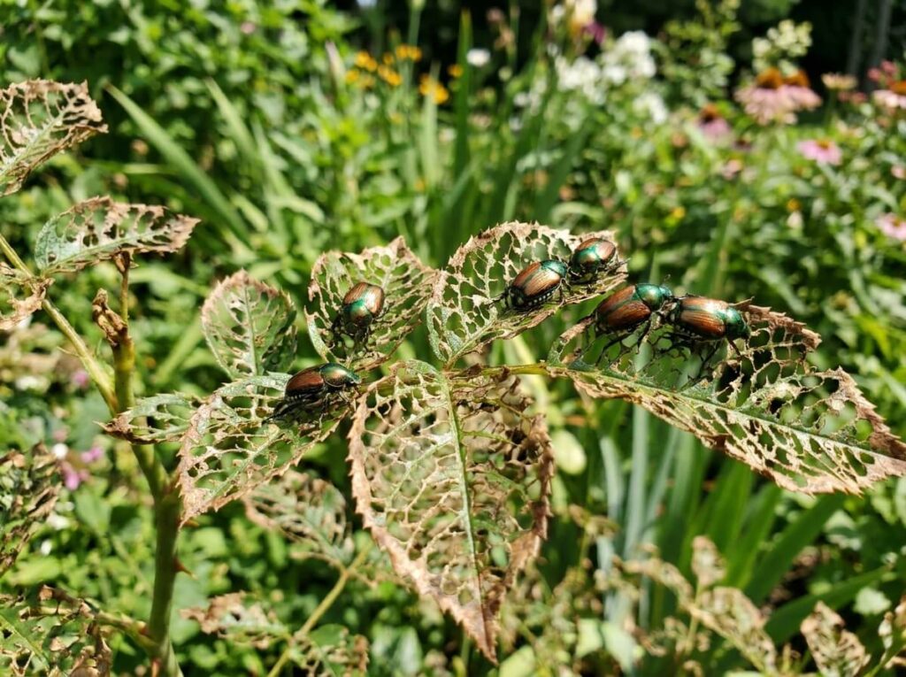 Close-up of Japanese beetles skeletonizing rose leaves in summer garden