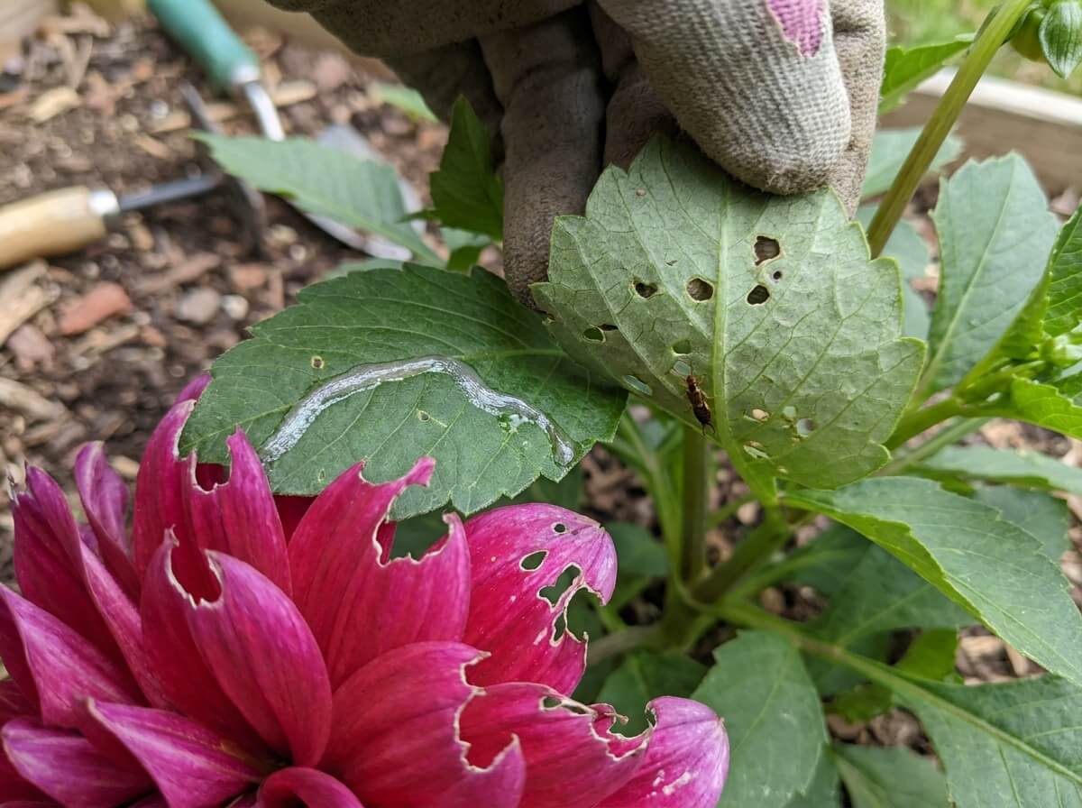 Close-up of earwig damage on dahlia petals with silvery slug trail on leaf surface