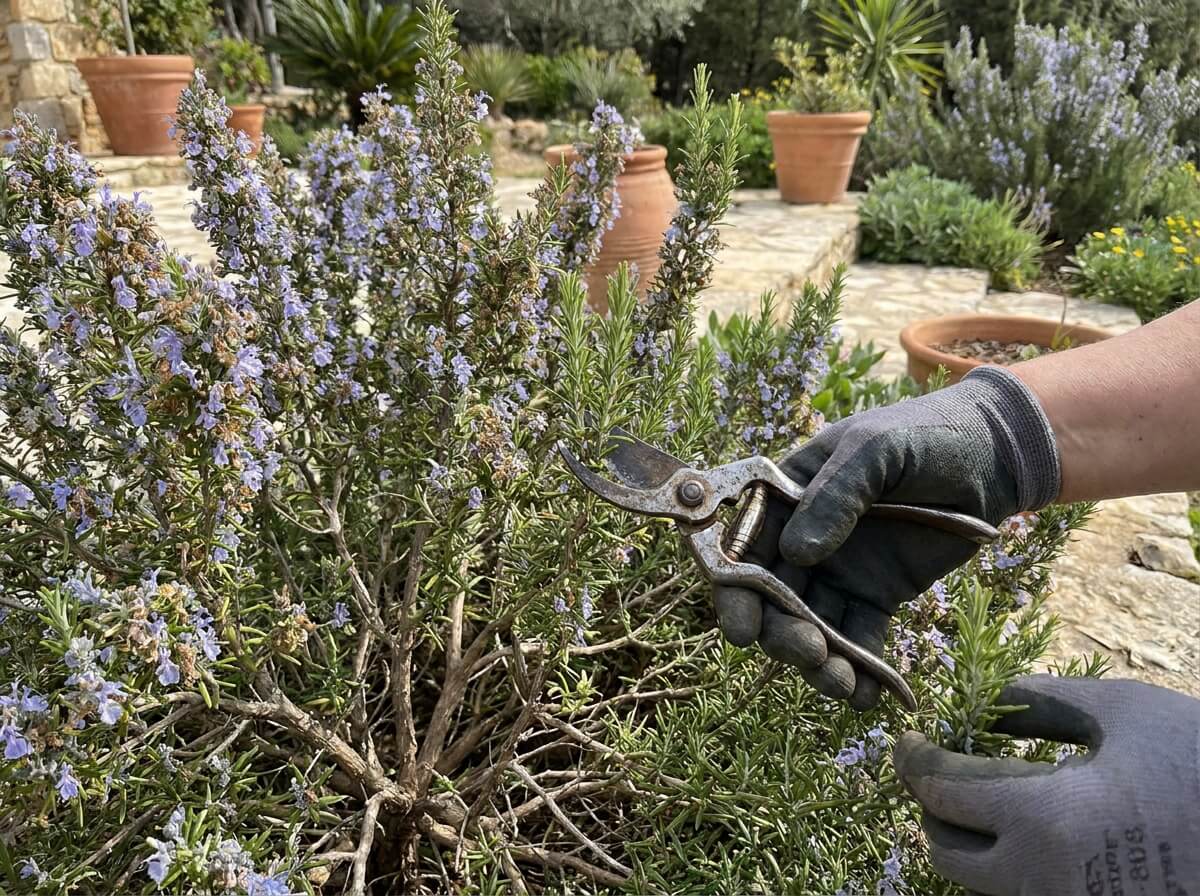 Gardener trimming back rosemary stems with sharp secateurs after the first flowering flush