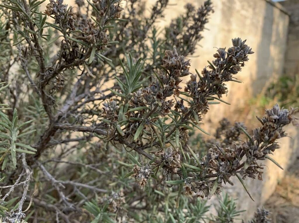 Close-up of spent rosemary flower stems with dried brown blooms on a woody shrub in summer heat