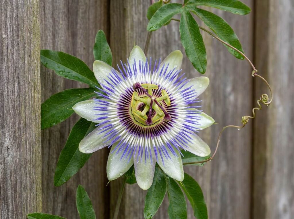 Passiflora caerulea in full bloom with intricate purple and white filaments against a garden fence