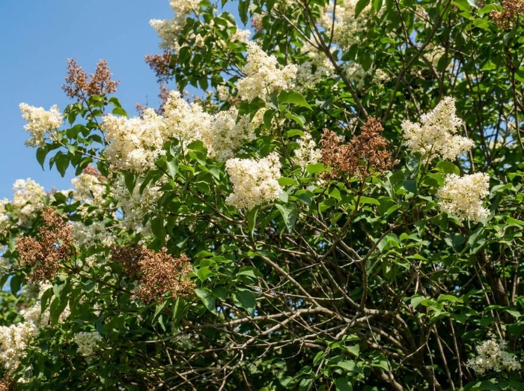 Japanese tree lilac in full cream-white flower clusters against blue summer sky