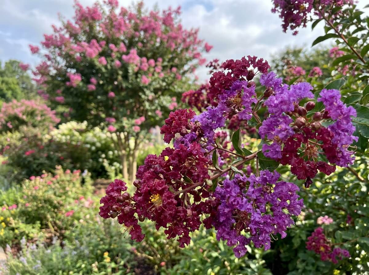 Close-up of crape myrtle flower panicles in deep red and purple shades in summer garden
