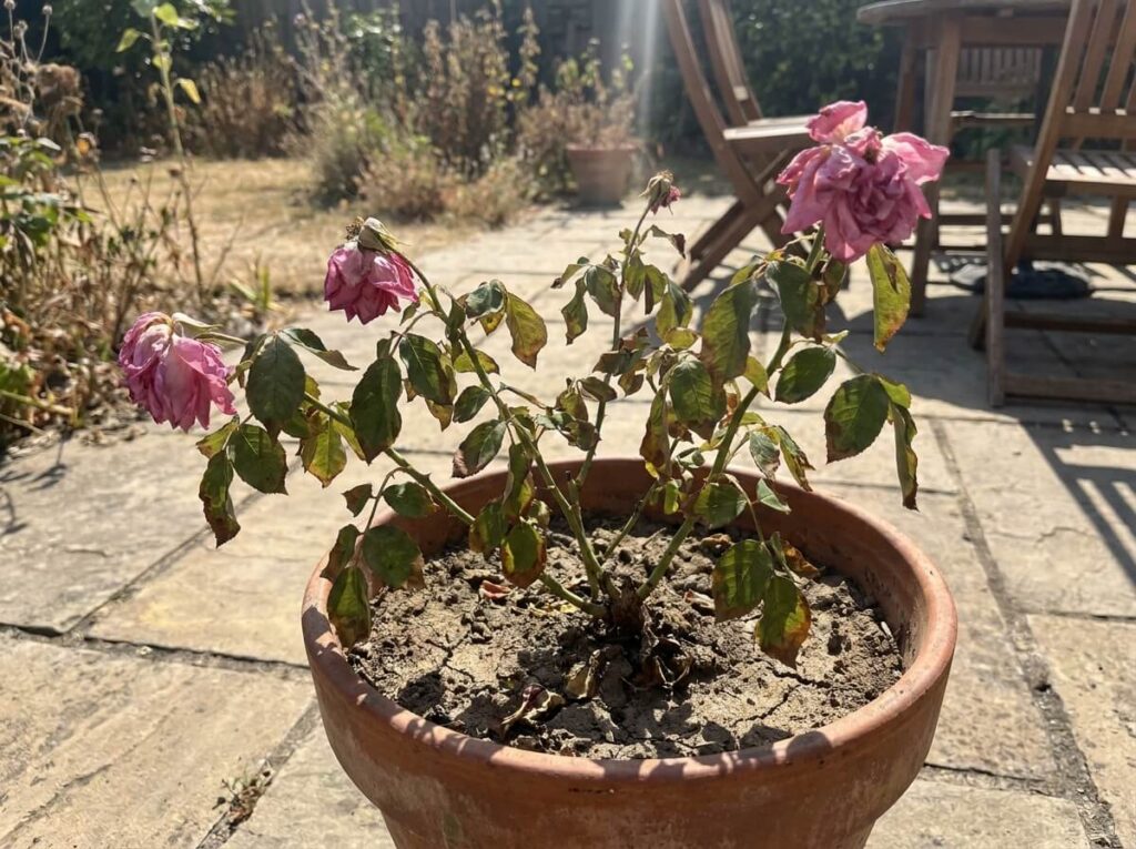 Wilting potted rose in terracotta container on sunny patio in summer heat