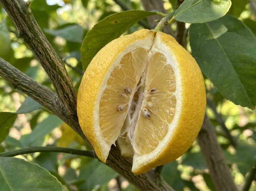 Close-up of a split lemon on the branch showing cracked rind and exposed flesh in summer