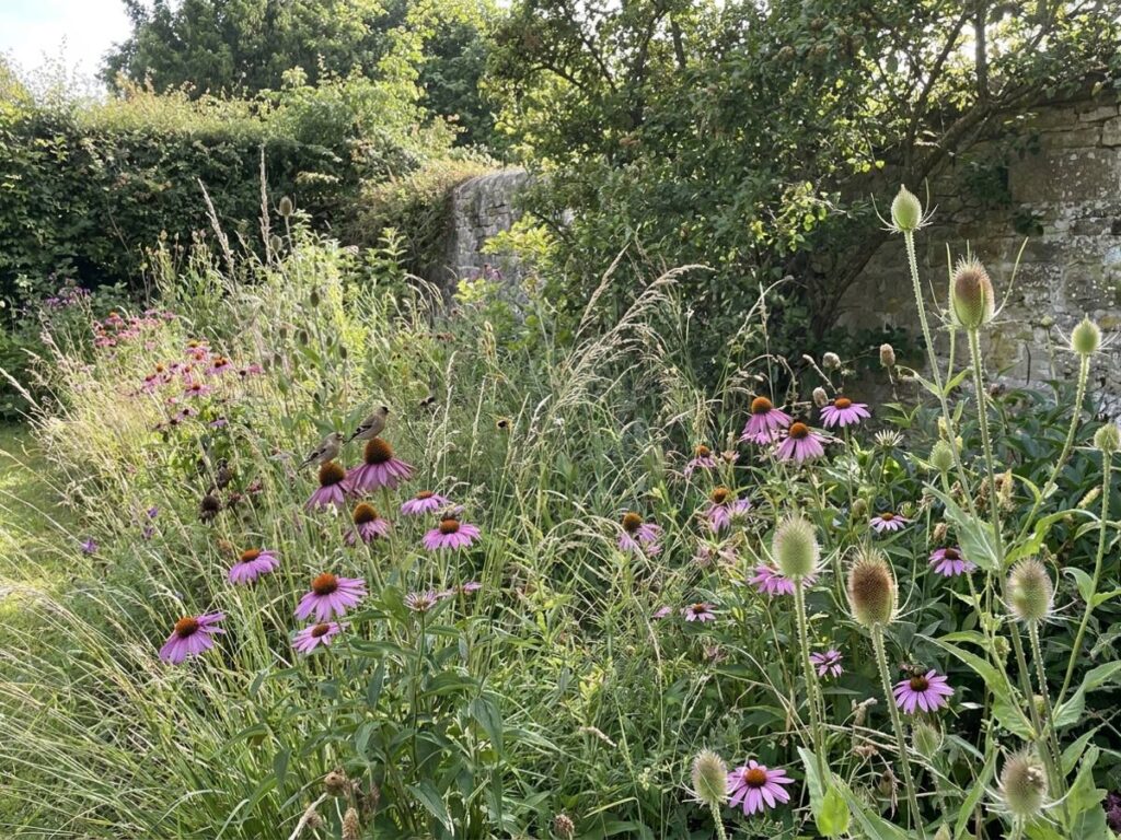 Feeding birds all summer: which plants work without chemicals