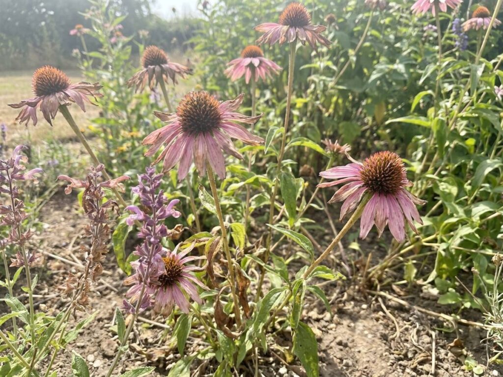 Stop Summer Flower Fading: Why Your Perennials Are Blooming Out Early