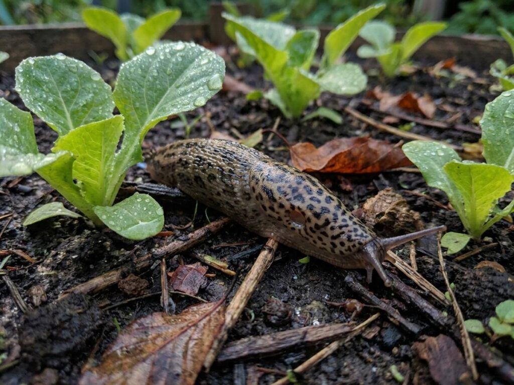 Stop feeding slugs now: July is peak breeding season