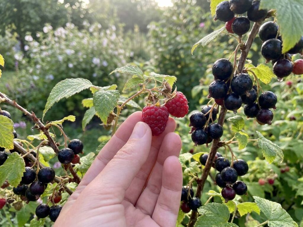 When to Pick Soft Fruit at Peak Ripeness This July