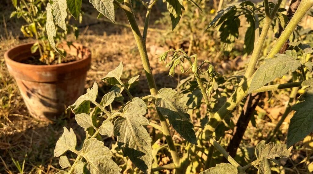 I let my tomatoes stop fruiting in July heat — here's why it worked