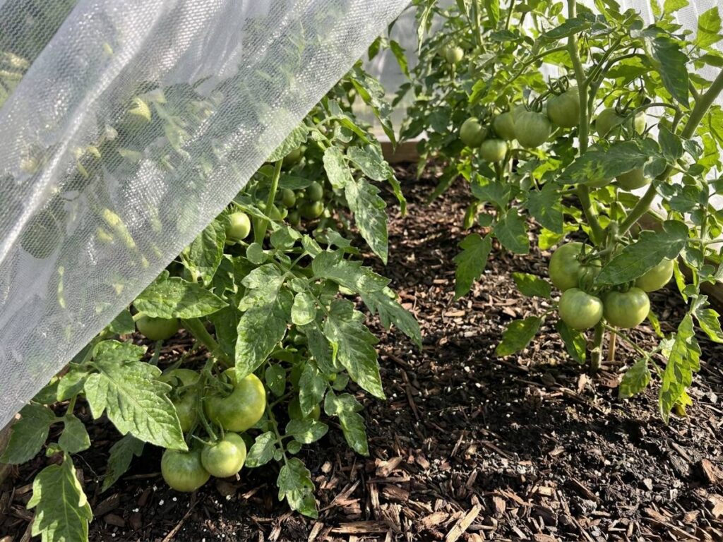 Shade cloth vs misting systems: which saves tomatoes in peak heat?