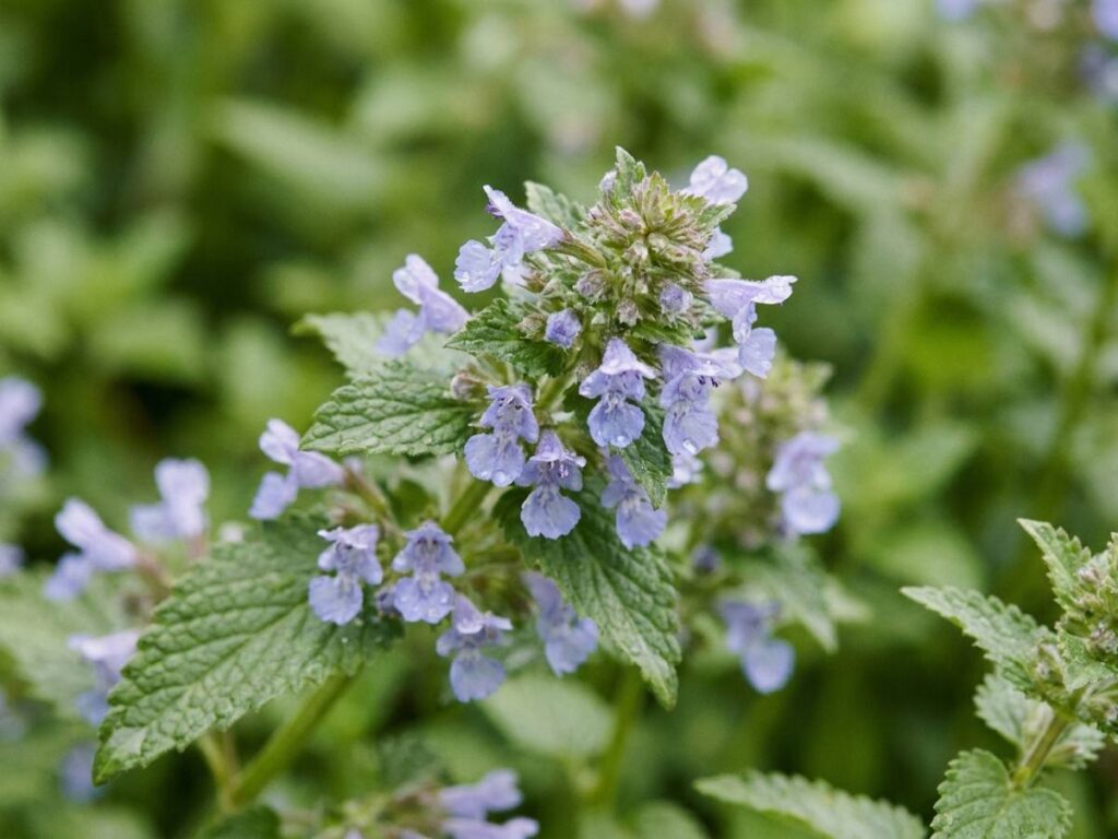 Nepeta nervosa