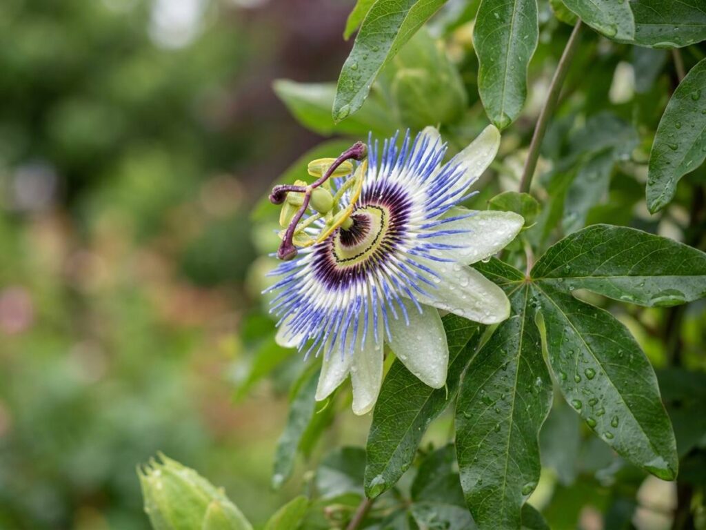 Passiflora caerulea