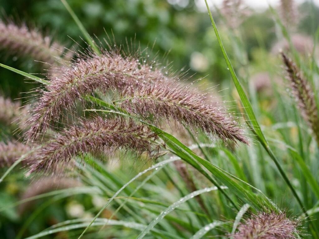 Pennisetum alopecuroides