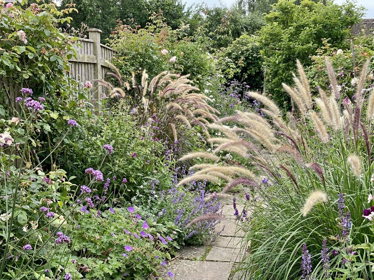 Pennisetum alopecuroides in the garden