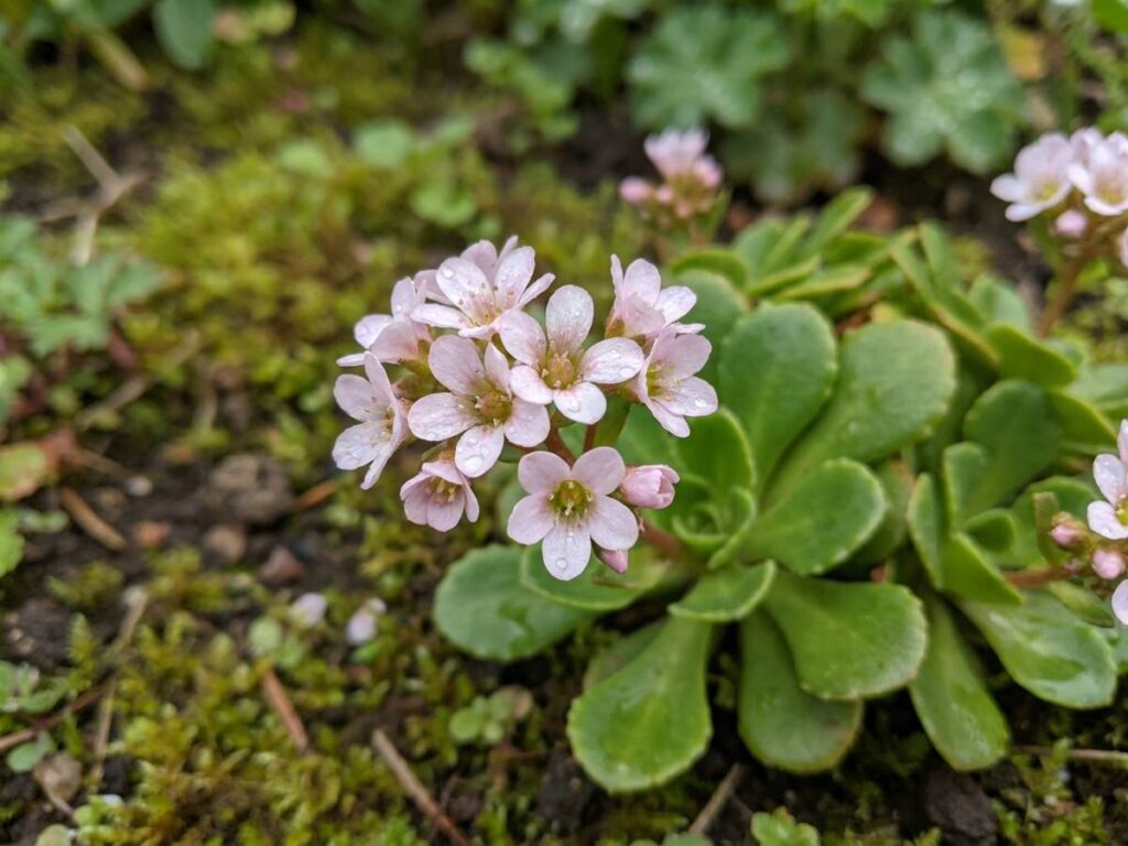 Saxifraga umbrosa